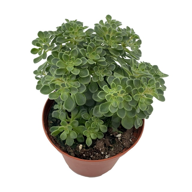 Irish Bouquet Succulent -Aeonium lindleyi var viscatum 'Irish Bouquet'- 3.7" Pot