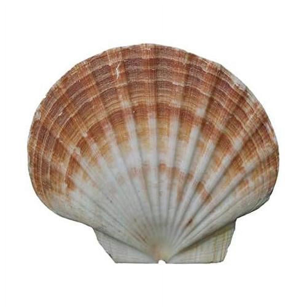 Irish Flat Scallops Shells 4" 4½" Set Of 12