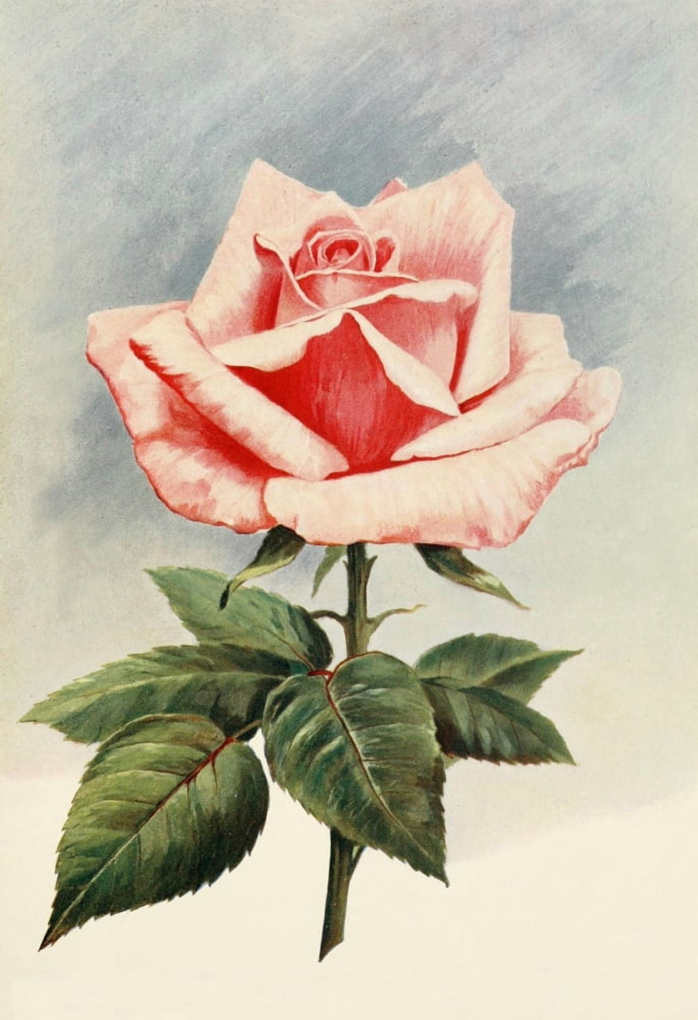 Irish Gardening 1906 HT Rose Canvas Art - Unknown (24 x 36)