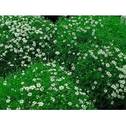 Irish Moss - Sagina Subulata - House Plant or Very Hardy Groundcover - 2.5 Pot