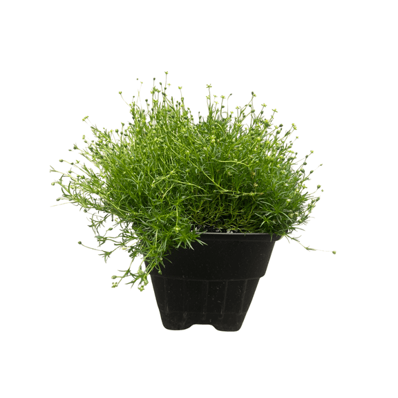 Irish Moss - Sagina Subulata - Quart Pot - Hardy