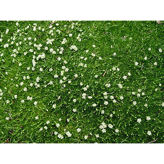 Irish Moss - Sagina Subulata - Quart Pot - Hardy