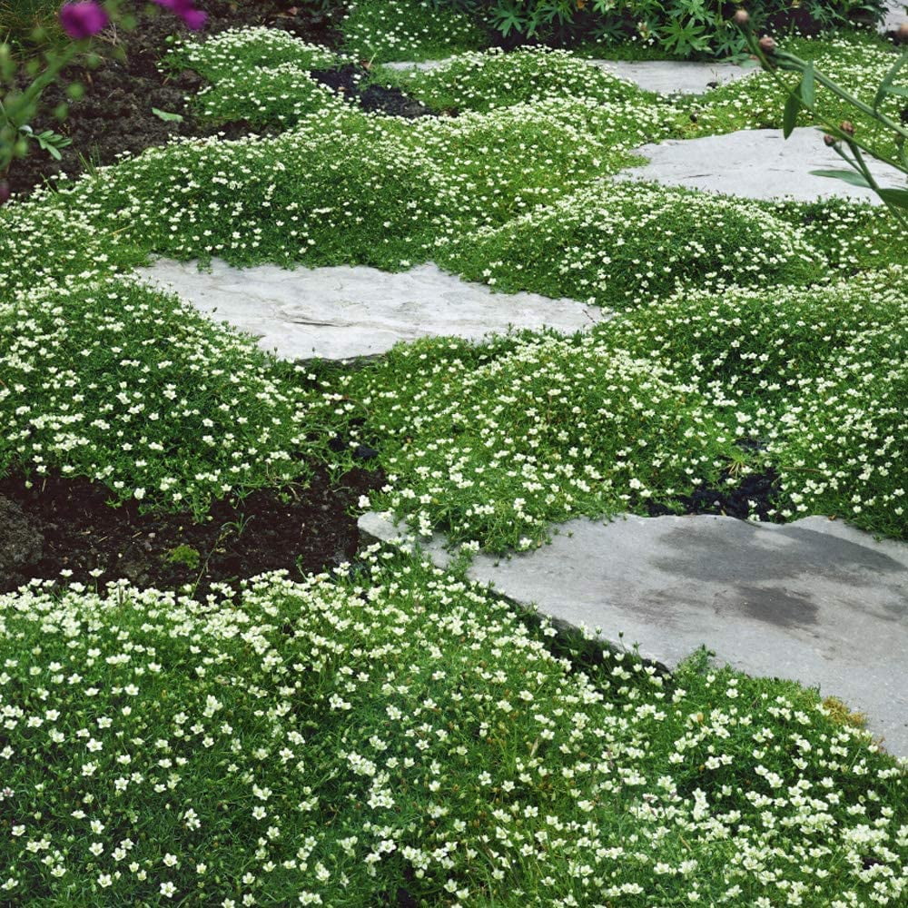 Irish Moss Seeds for Planting - Grow Stunning Ground Cover That Blooms Attractive White Flowers - Made in USA (5,000 Seeds)