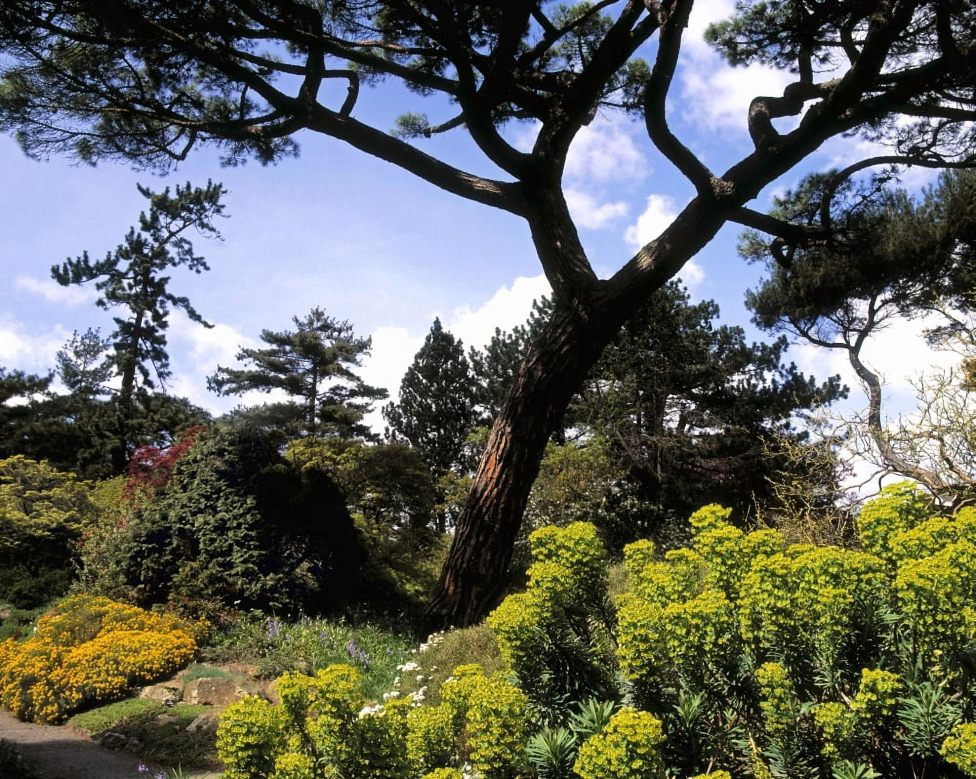 Irish National Botanic Gardens Dublin Co Dublin Ireland Rockery With Euphorbia Canvas Art - The Irish Image Collection Design Pics (32 x 24)