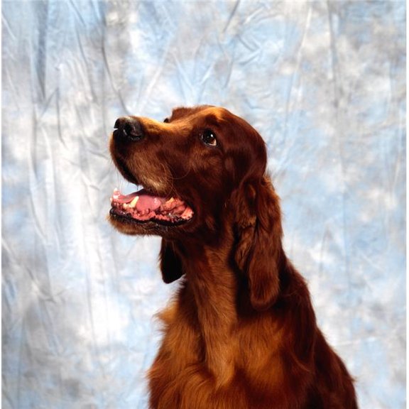 Irish Red Setter Poster Print by The Irish Image Collection, 24 x 24 - Large
