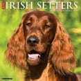 thumbnail image 1 of Irish Setters 2025 Wall Calendar, 1 of 5