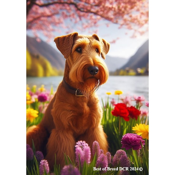 Irish Terrier - Best of Breed DCR Spring House Flag