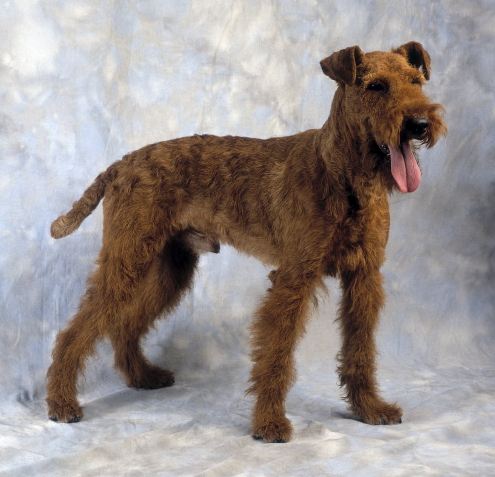 Irish Terrier Canvas Art - The Irish Image Collection Design Pics (15 x 14)