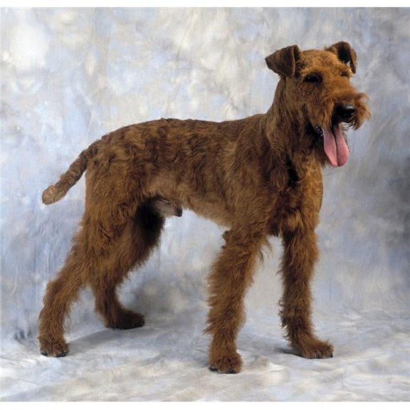 Irish Terrier Poster Print
