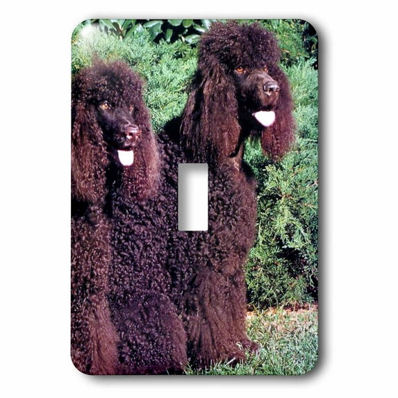 3dRose, Irish Water Spaniel, single toggle switch