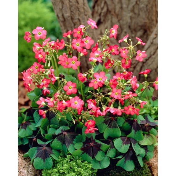 Iron Cross Oxalis - 25 bulbs