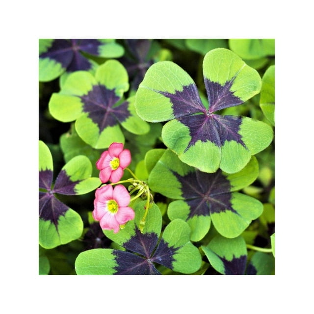 Iron Cross Shamrock Bulbs 20 Bulbs to Plant Good Luck Plant Fast Growing Year Round Color