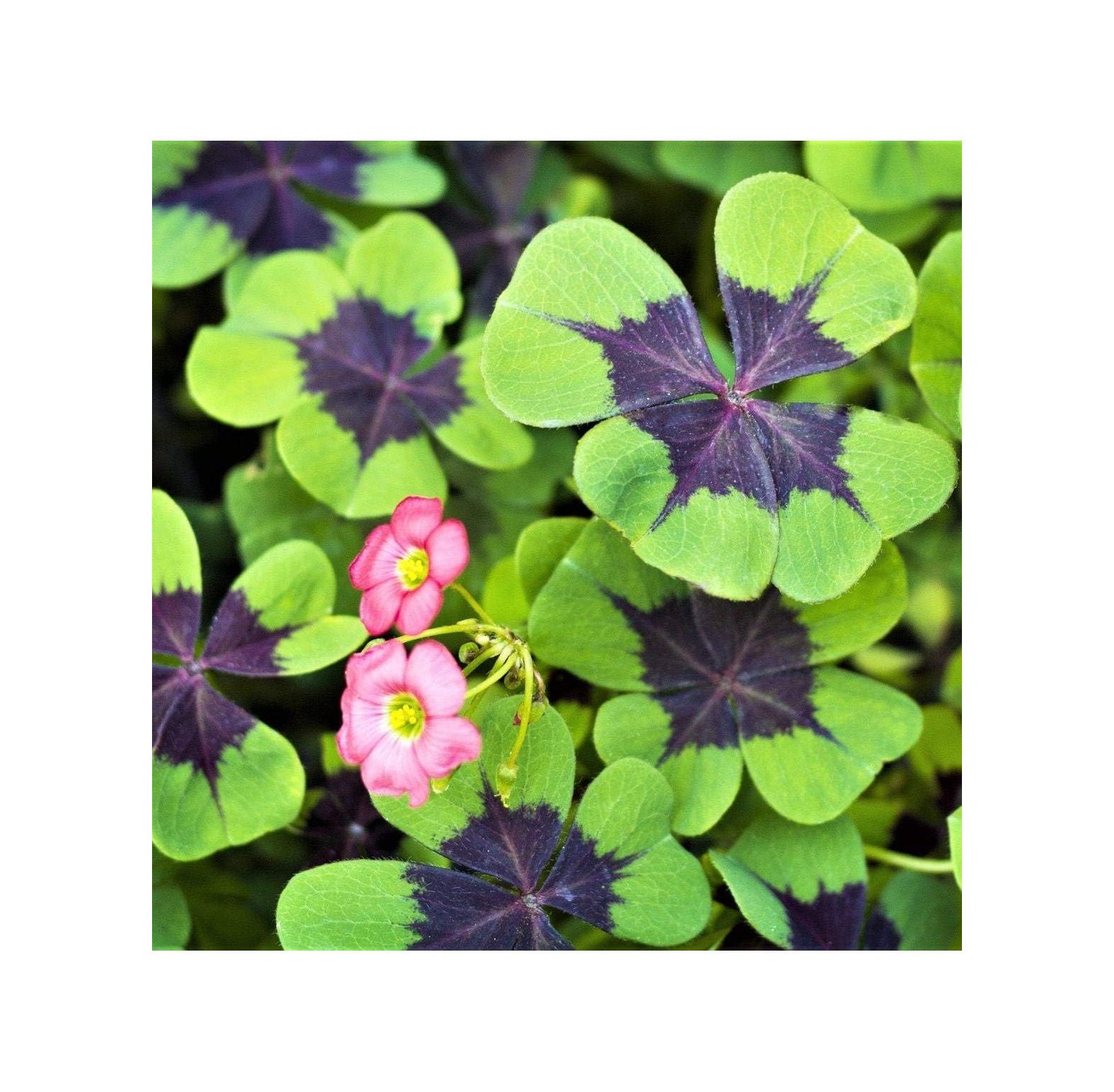 Iron Cross Shamrock Bulbs 20 Bulbs to Plant Good Luck Plant Fast