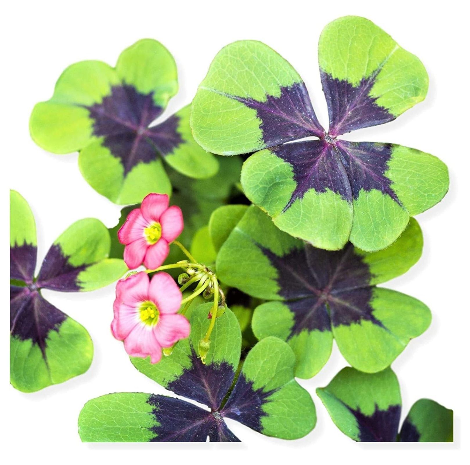 Iron Cross Shamrock Bulbs 5 Bulbs to Plant Good Luck Plant Fast