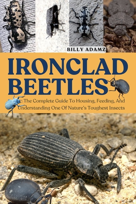 Tuffest Insect Ironclad Beetles: The Complete Guide To Housing, Feeding, And ...