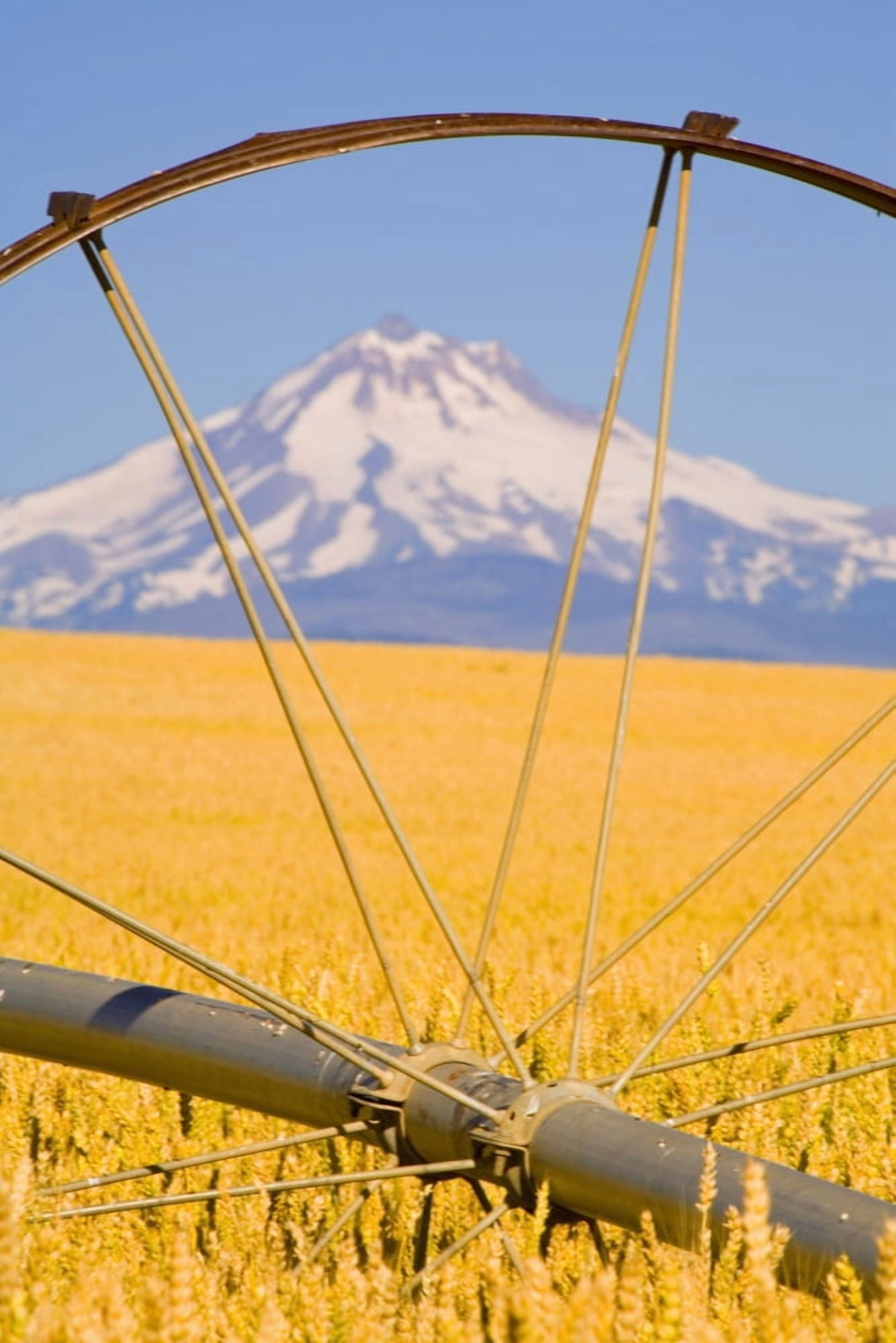 Irrigation Pipe In Wheat Field With Mount Hood In Background Oregon Usa Canvas Art - Craig Tuttle Design Pics (12 x 19)