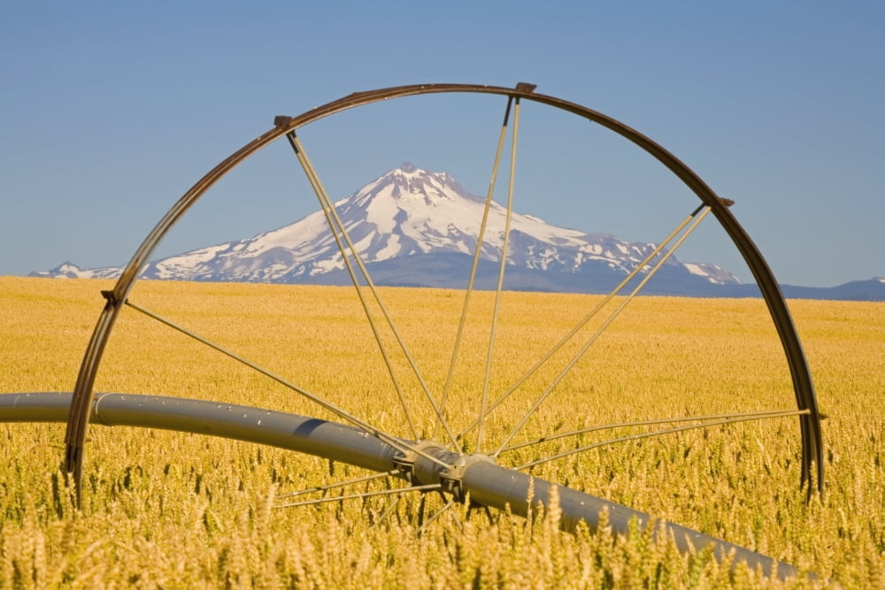 Irrigation Pipe In Wheat Field With Mount Hood In Background Oregon Usa Canvas Art - Craig Tuttle Design Pics (19 x 12)