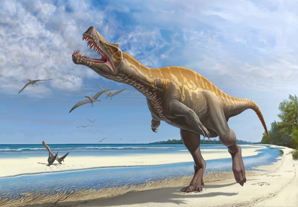 Irritator challengeri lets out a loud roar while walking along a Cretaceous shoreline Canvas Art - Sergey KrasovskiyStocktrek Images (17 x 12)