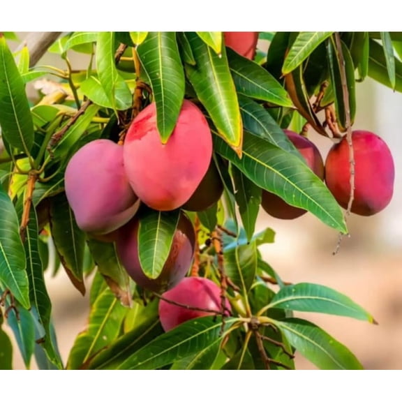 Irwin Dwarf Mango Starter Live Plant - 6-12" Tall - Mangifera indica - Compact Tropical Fruit Tree for Containers, Patios & Home Gardens