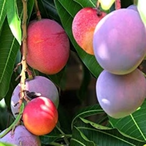 Irwin Mango Tree Live Plant, 10-14 Inches Tall, Tropical Mango Fruit Tree