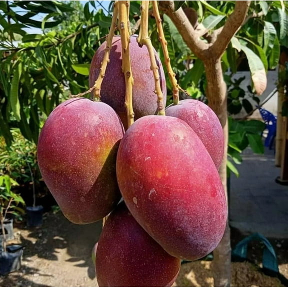 Irwin Mango Tree Live Plant 10-14" Tall in Pot - Sweet Mango Tree - Seeding Mango Live Plant - Tropical Fruit Tree - Outdoor Garden