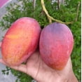 thumbnail image 1 of Irwin Mango Tree Live Plant 8-12" Tall in Pot - Sweet Mango Tree - Seeding Mango Live Plant - Tropical Fruit Tree - Outdoor Garden, 1 of 5