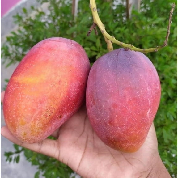 Irwin Mango Tree Live Plant 8-12" Tall in Pot - Sweet Mango Tree - Seeding Mango Live Plant - Tropical Fruit Tree - Outdoor Garden