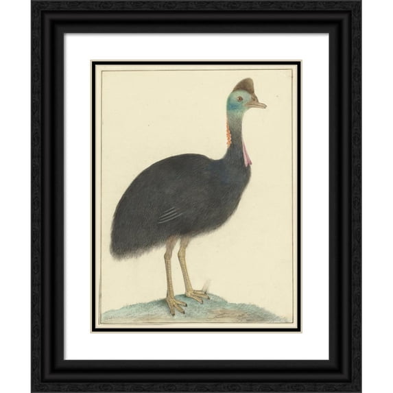 Isaac van Haastert 12x14 Black Ornate Wood Framed Double Matted Museum Art Print Titled: Kasuaris (1826)
