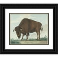thumbnail image 1 of Isaac van Haastert 14x12 Black Ornate Wood Framed Double Matted Museum Art Print Titled: Bison (1808), 1 of 5