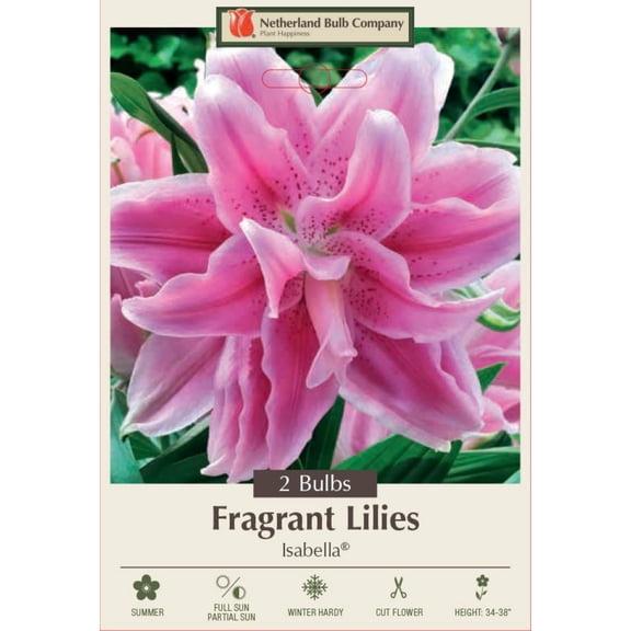 Isabella Double Oriental RoseLily - 2 Bulbs - Huge Double Blooms - Fragrant