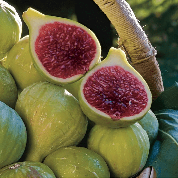 Ischia Fig Plant Live, Ficus Carica Ischia Fig Tree Starter Plant for Garden or Containers, 48 Inch Tall