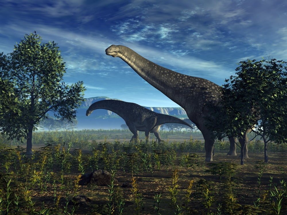 Isisaurus dinosaurs wander lush plains Canvas Art - Walter MyersStocktrek Images (33 x 25)