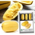 thumbnail image 1 of Isla's Garden Seeds 25 Spaghetti Winter Squash Plant Seeds, Non-GMO, 1 of 5