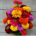 thumbnail image 1 of Isla's Garden Seeds California Giant Zinnia 200 Heirloom Flower Seeds, Non-GMO Vibrant Colors, 1 of 6
