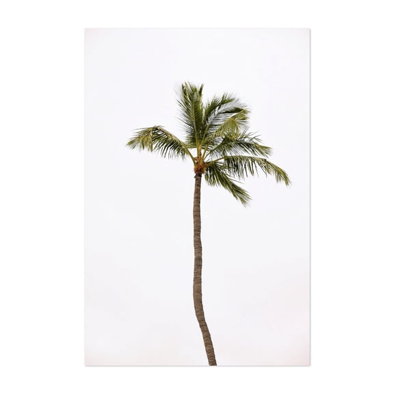 Islamorada Palm Tree - Islamorada Florida Photography Palm Tree Minimalist Tropical Nature Coastal Beach Summer Unframed Wall Art Print 4 x 6 inches