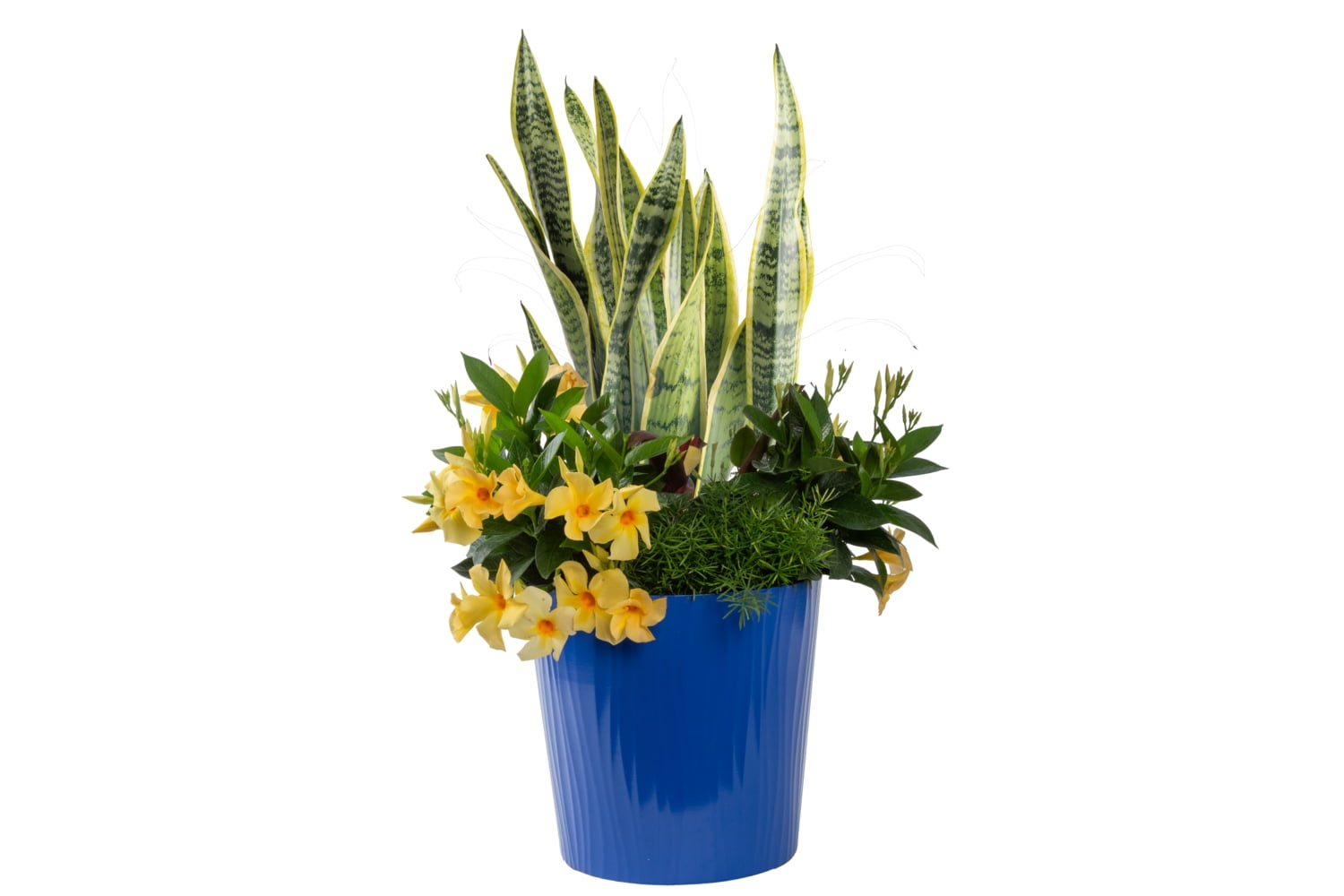 Island Bloom Asparagus with Sansevieria and Mandevilla 2G Tropical Combo -  Walmart.com