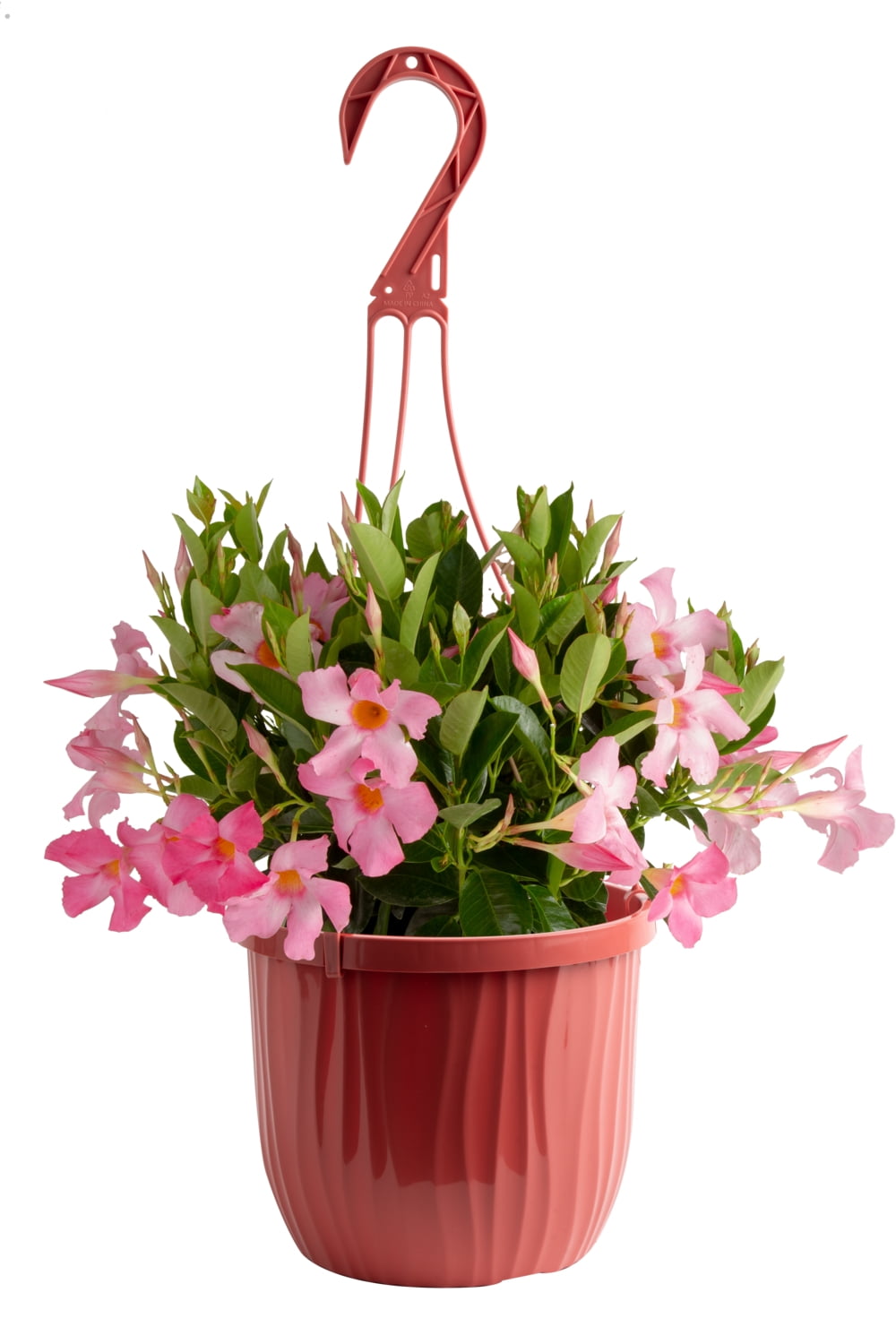 Island Blooms Mandevilla Pink Live Plant in 3 Quart Hanging Basket