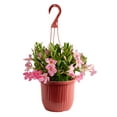 thumbnail image 1 of Island Blooms Mandevilla Pink Live Plant in 3 Quart Hanging Basket – Full Sun, 1 of 6
