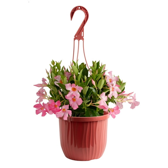 Island Blooms Mandevilla Pink Live Plant in 3 Quart Hanging Basket – Full Sun