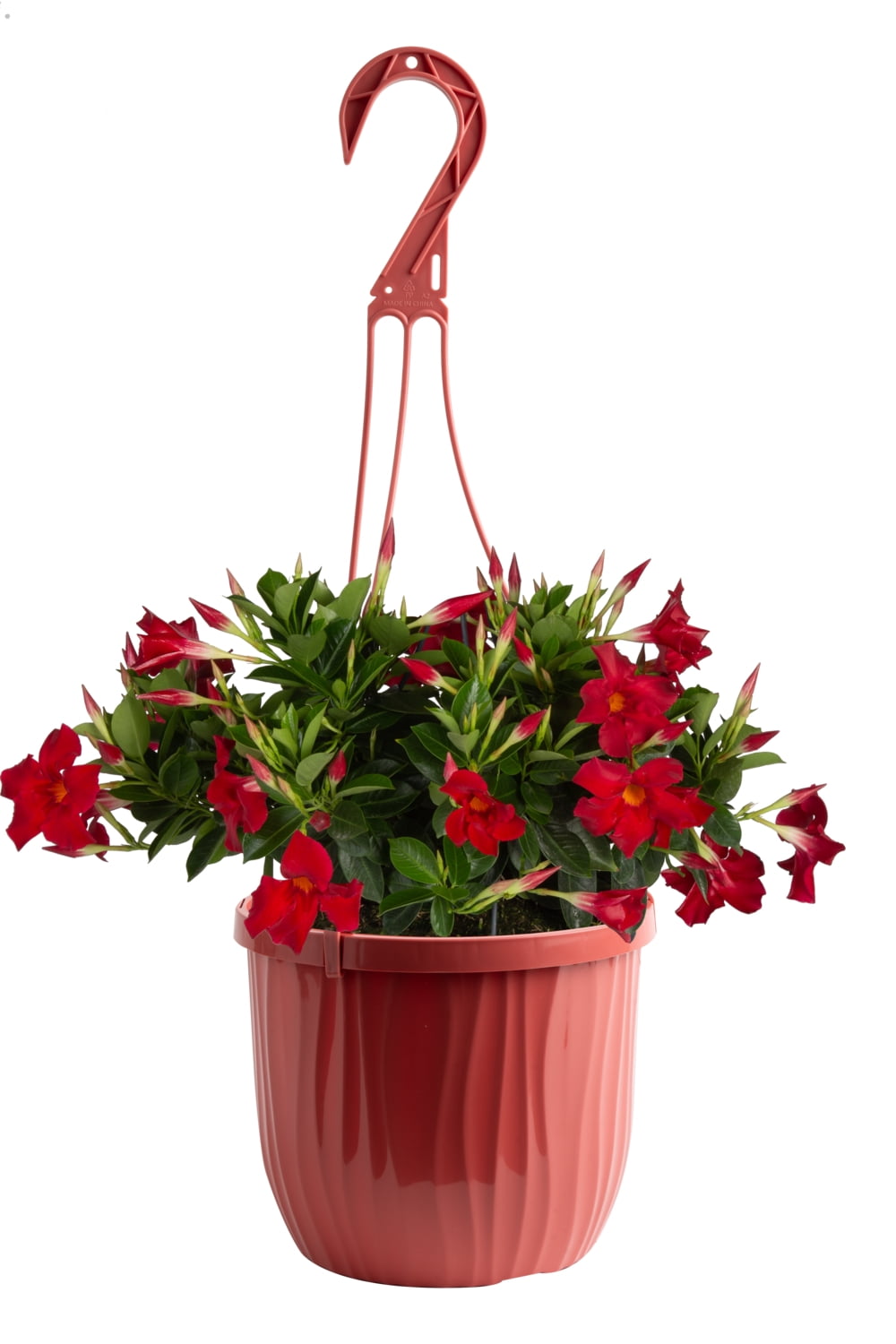 is pothos a tropical plant Scindapsus Hanging Basket: Tropical Vine with Silver Variegation - (6” Pot)  – Easy Plants – Satin Pothos – Scindapsus Pictus main image 1