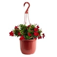 thumbnail image 1 of Island Blooms Mandevilla Red Live Plant in 3 Quart Hanging Basket – Full Sun, 1 of 6