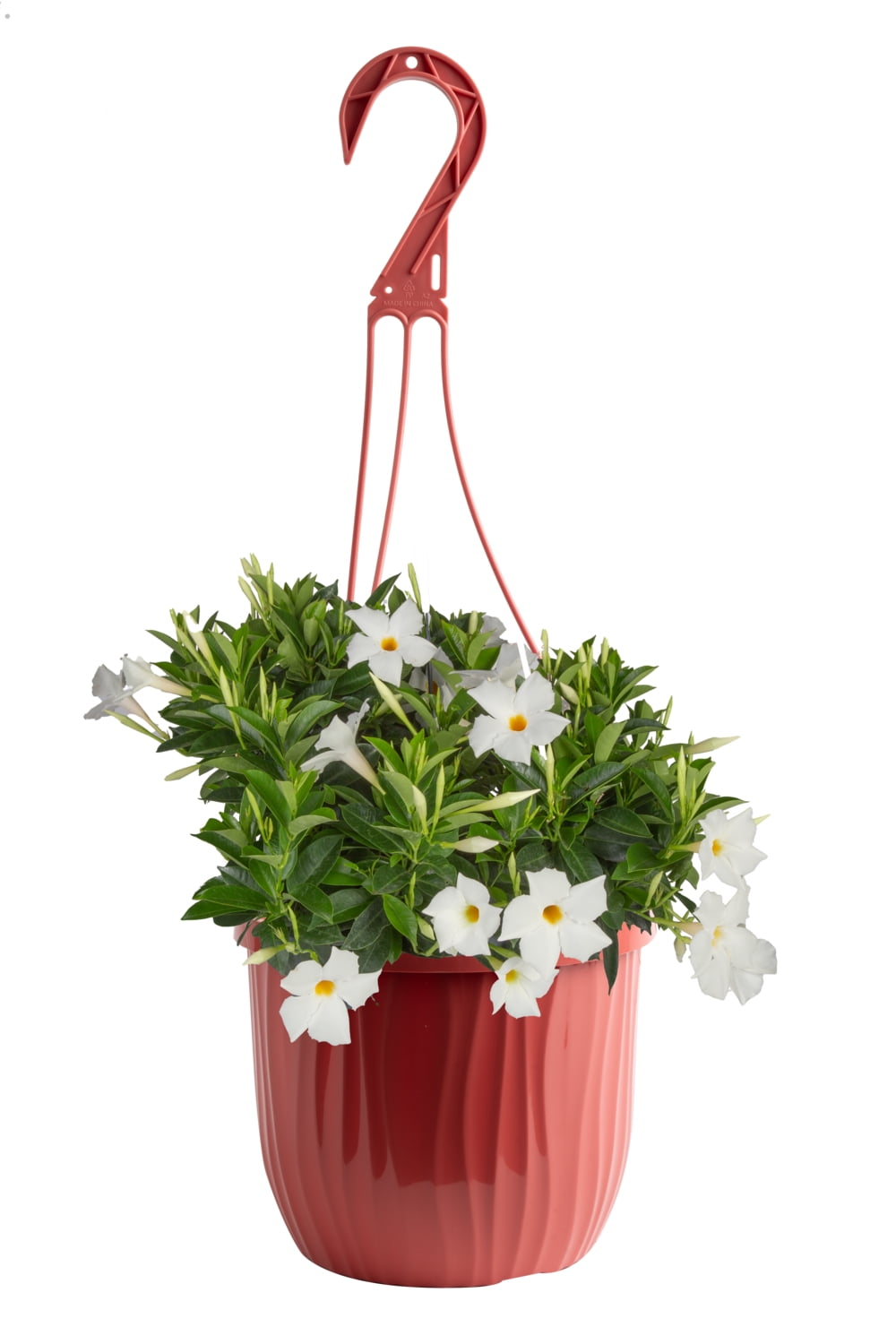 Island Bloom Mandevilla White live plant in 3QT Hanging Basket