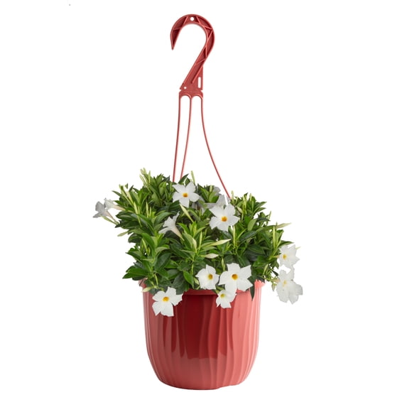 Island Blooms Mandevilla White Live Plant in 3 Quart Hanging Basket – Full Sun