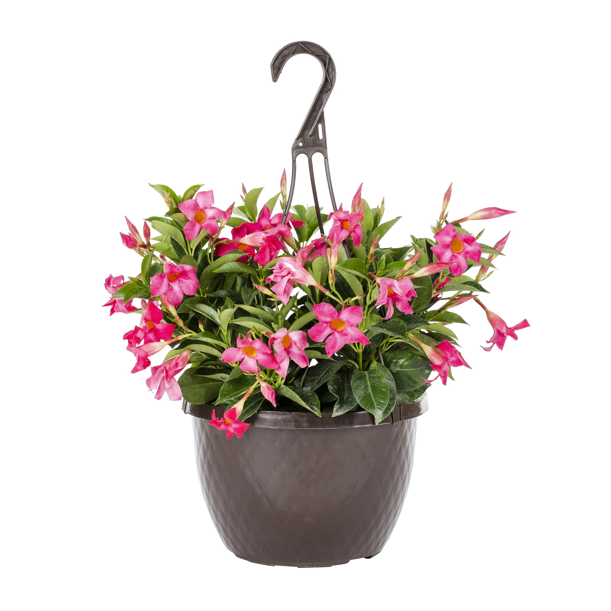 Island Blooms 1.5G Multicolor Mandevilla Live Plants with Hanging