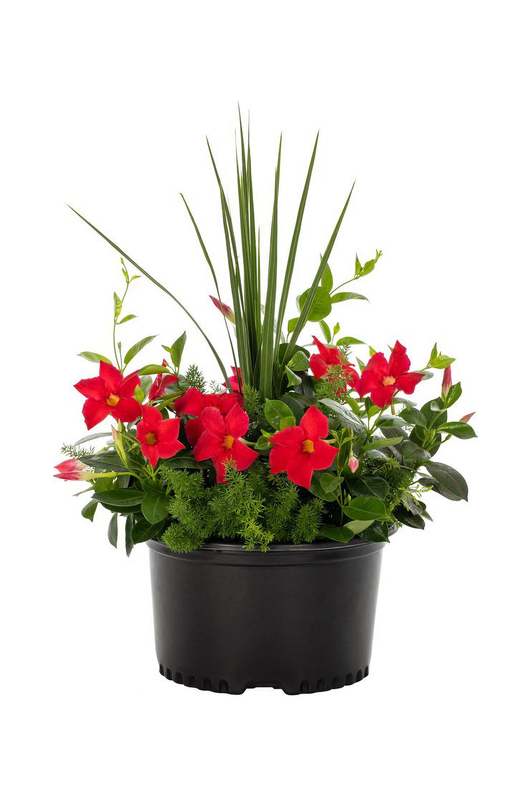 Island Blooms 1.5G Red/Green Multicolor Tropical Combo Live Plants