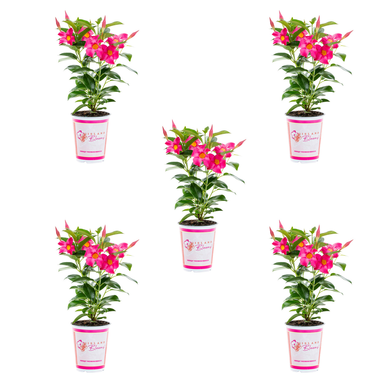 Cymbidium Bulbs,Cymbidium Potting Mix,Cymbidium Plants Outdoor