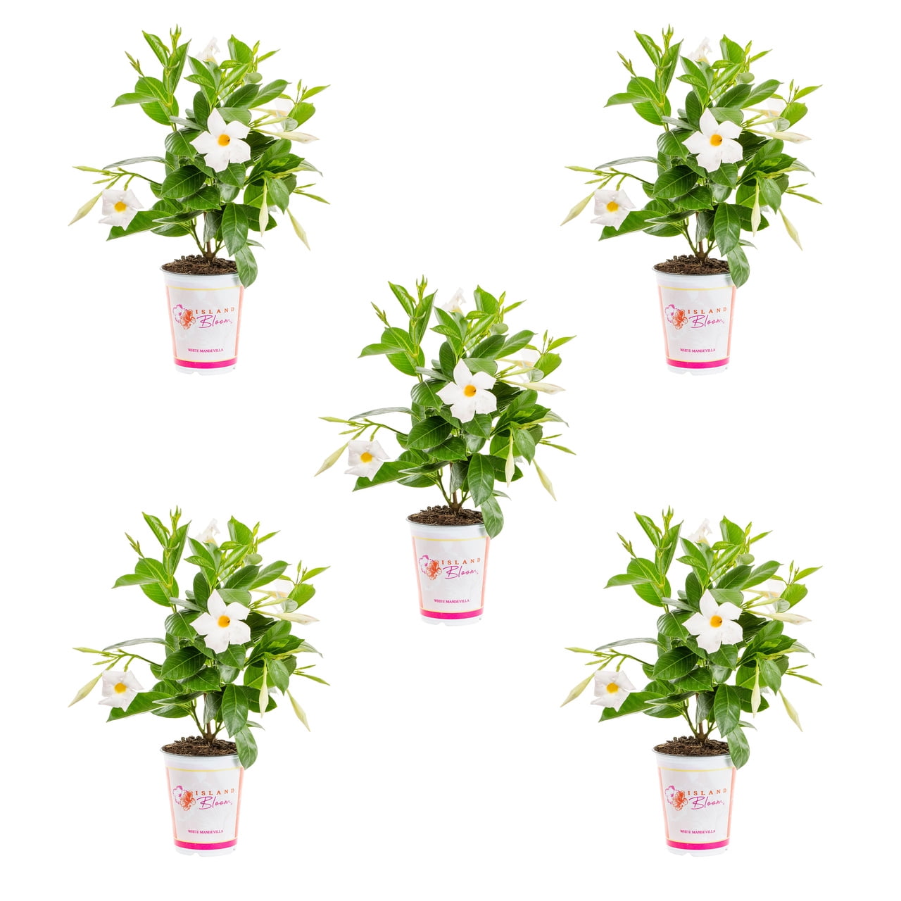 Island Blooms 1.5PT White Mandevilla Live Anniual Plant Sun 5-Pack