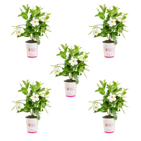 Island Blooms 1.5PT White Mandevilla Live Anniual Plant Sun 5-Pack