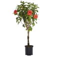 thumbnail image 1 of Island Blooms 15G Multicolor Hibiscus Braid Live Plants with Grower Pot, 1 of 2