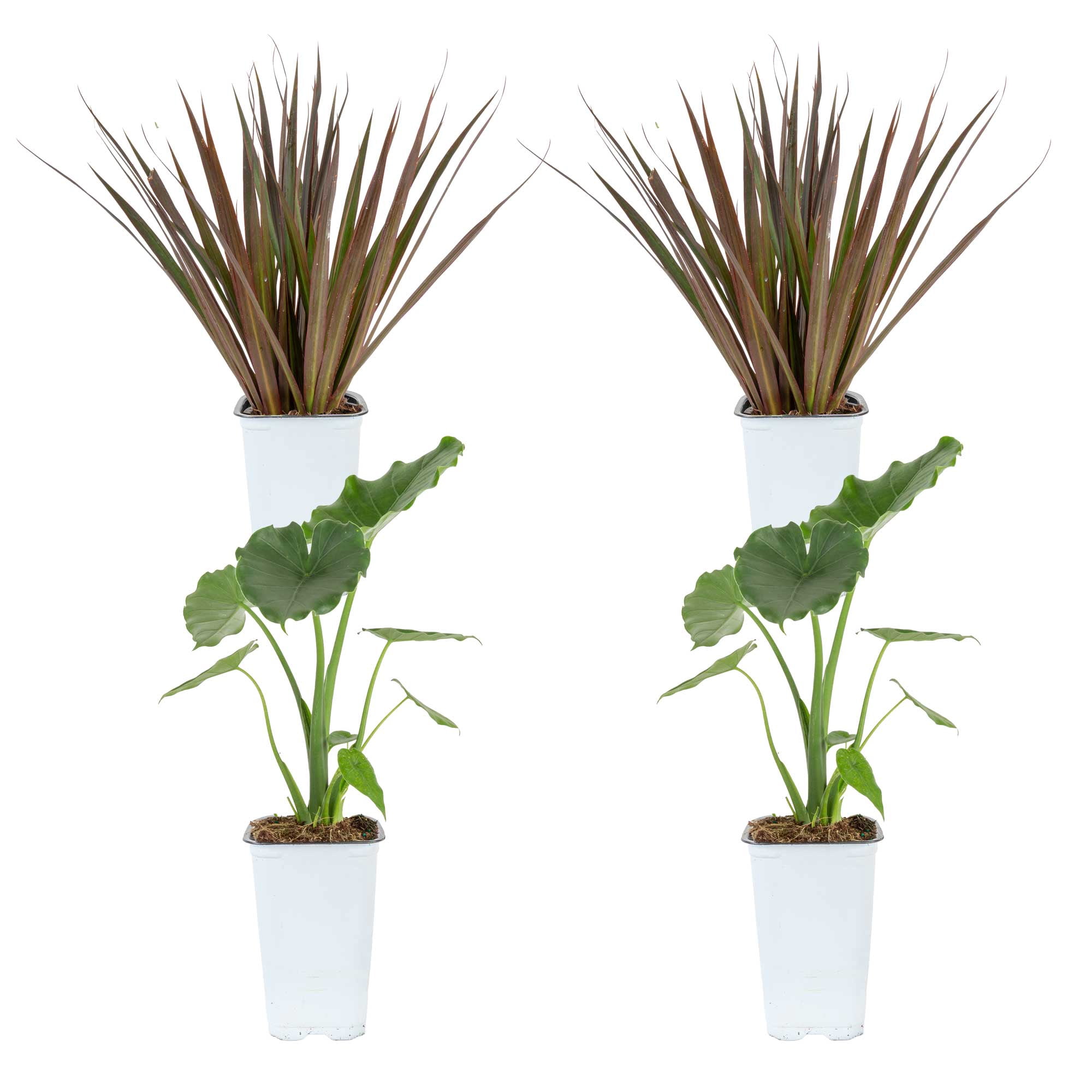 Island Blooms 16" Alocasia and Dracaena Live Outdoor Plant in 1.5PT Grower Pot (4 Count)